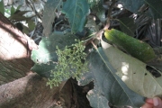 <strong>Heritiera littoralis - Ramon, Laurence - 61</strong><br />© Ramon, Laurence